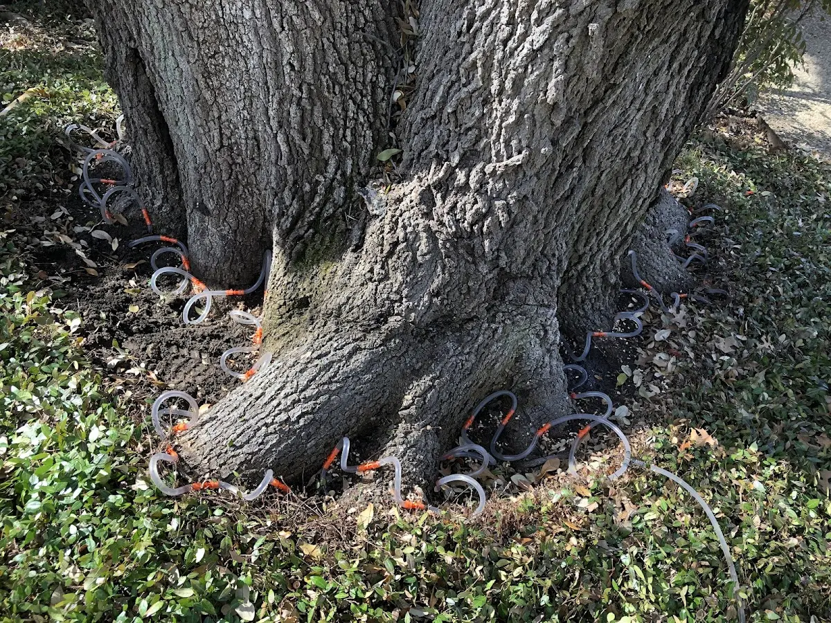 Detailed Tree Cabling and Bracing job site in Cochiti Lake